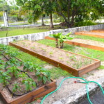 The Red Cross grows vegetables and herbs for its on-premise chefs to prepare farm-to-fork meals for those most vulnerable.